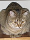starcat starcat
