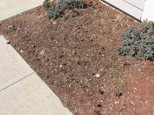 My Garden 4/3/08
