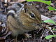 chipmunkie