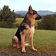 Shepherd Shepherd