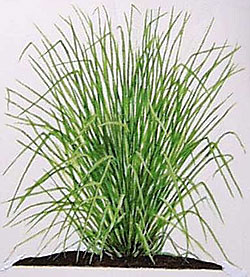 What is vetiver