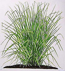 What is vetiver