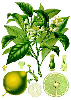 Bergamot