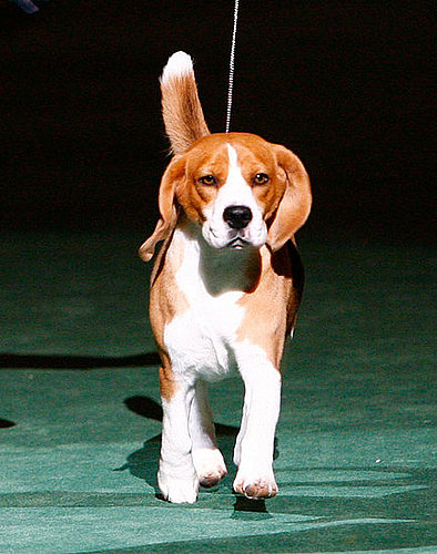 What Do You Know About Beagles?