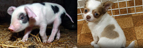 Which Heart Spots Are Cuter? Which Heart Spots Are Cuter?
