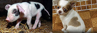 Which Heart Spots Are Cuter?