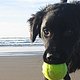 steamboatdog