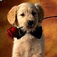 cutepuppy0920's picture