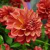 Name That flower