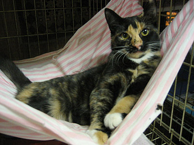 =^.^=  Cat Hammock