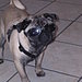 Product Review---Doggles