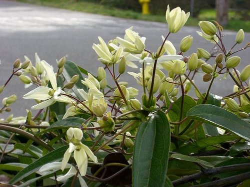 Clamatis in Bloom!