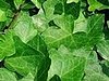 Plants That Purify: English Ivy