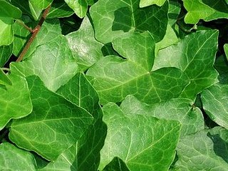 Plants That Purify: English Ivy
