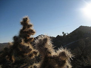 Coveted Crib:  A Green Home In Joshua Tree