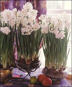 Planting Paper Whites Indoors