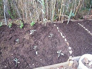 Casa Link: Garden Update