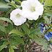 Datura flower outside the home.