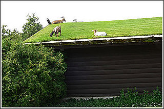 Casa Verde: What Are Green Roofs?
