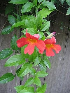 Name This Flower