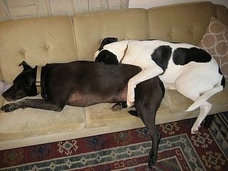 Got Pets? Got Furniture? Then Join My New Group!