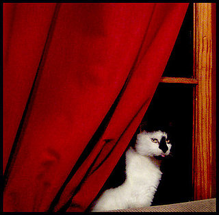 Pets in the House:  BlueCanary's Windowgazing Kitty