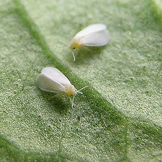 Casa Quiz: Beware the Whitefly!