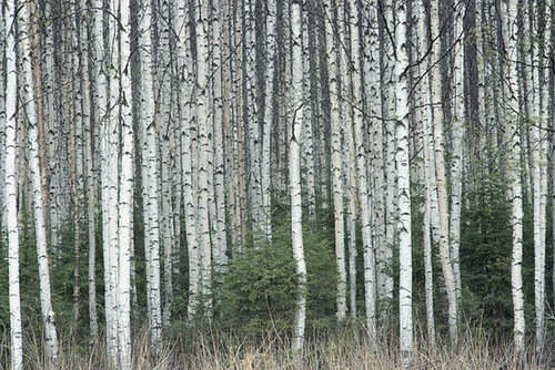 Trend Alert: Birch Trees Out of the Forest