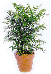Plants That Purify: Bamboo Palm Plants That Purify: Bamboo Palm