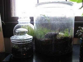 DIY:  Terrarium