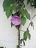 Name This Flower