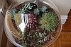 Do You Have a Terrarium?