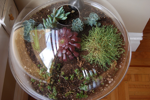 Do You Have a Terrarium?