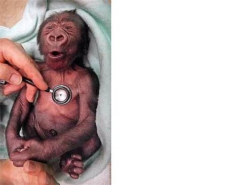 How Cold Is A Stethoscope?????