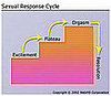 Dear Quiz: What Did You Learn About the Sexual Response Cycle?