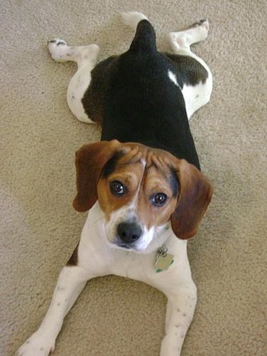 I need doggy advice.