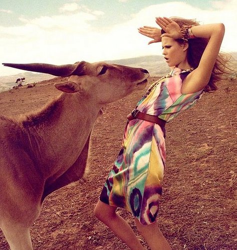 Animal Hause 