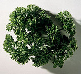 Salsa Verde Salsa Verde