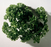Salsa Verde Salsa Verde