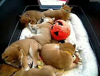 How Many Hours Have You Spent Watching the Puppy Cam?