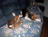 For Animal Lovers