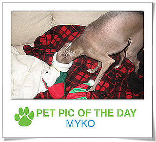 Pet Pics on PetSugar 2008-12-31 09:30:28