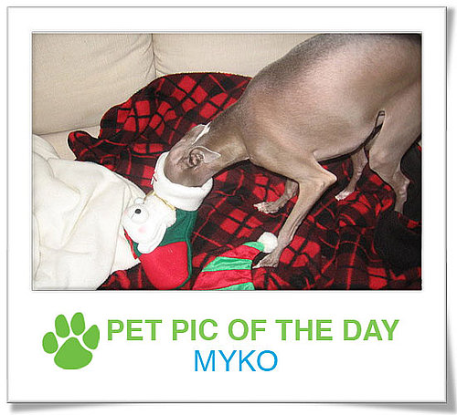 Pet Pics on PetSugar 2008-12-31 09:30:28