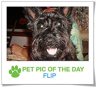 Pet Pics on PetSugar 2009-01-02 09:30:43