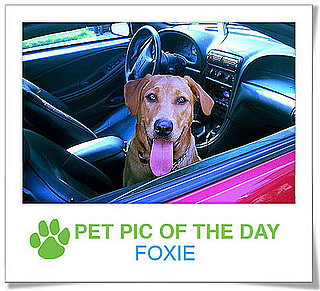 Pet Pics on PetSugar 2008-12-30 09:30:00