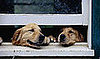 PetSugar Weekly Recap 2009-01-10 03:00:42