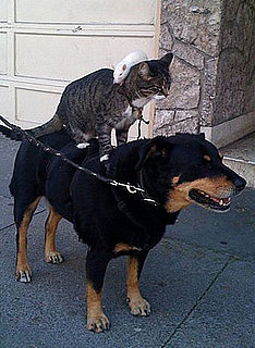 Sugar Shout Out: OMG! It's a rat on a cat on a dog!
