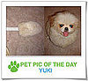 Pet Pic of the Day: Yuki the Duster