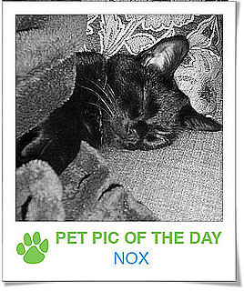 Pet Pics on PetSugar 2009-01-07 09:30:45