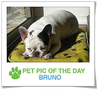 Pet Pics on PetSugar 2009-01-16 09:30:13